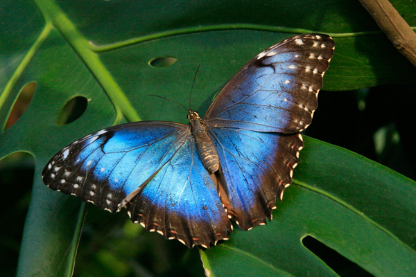 Butterfly Farm La Guácima Half Day Tour