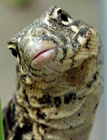Thumbnail image for Snakes & Lizards—A Striking Exhibition at the California Academy of Sciences