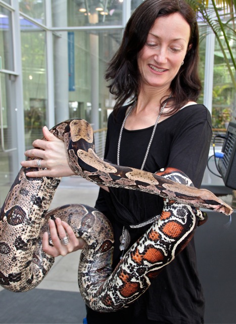 Red Tailed Boa courtesy of Jules Older Red Tailed Boas are not only colorful, but really big!