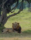 Thumbnail image for Big Cats, No Guns