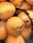 Thumbnail image for King Coconut in Sri Lanka